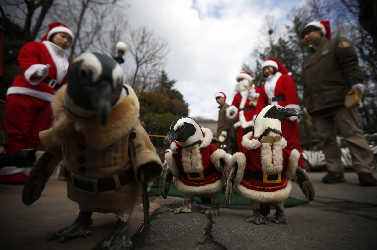 A Korean-style Christmas. Penguins wear Santa Claus costumes during an event for Christmas at an amusement park in Yongin, south of Seoul. A Korean-style Christmas. Penguins wear Santa Claus costumes during an event for Christmas at an amusement park in Yongin, south of Seoul.