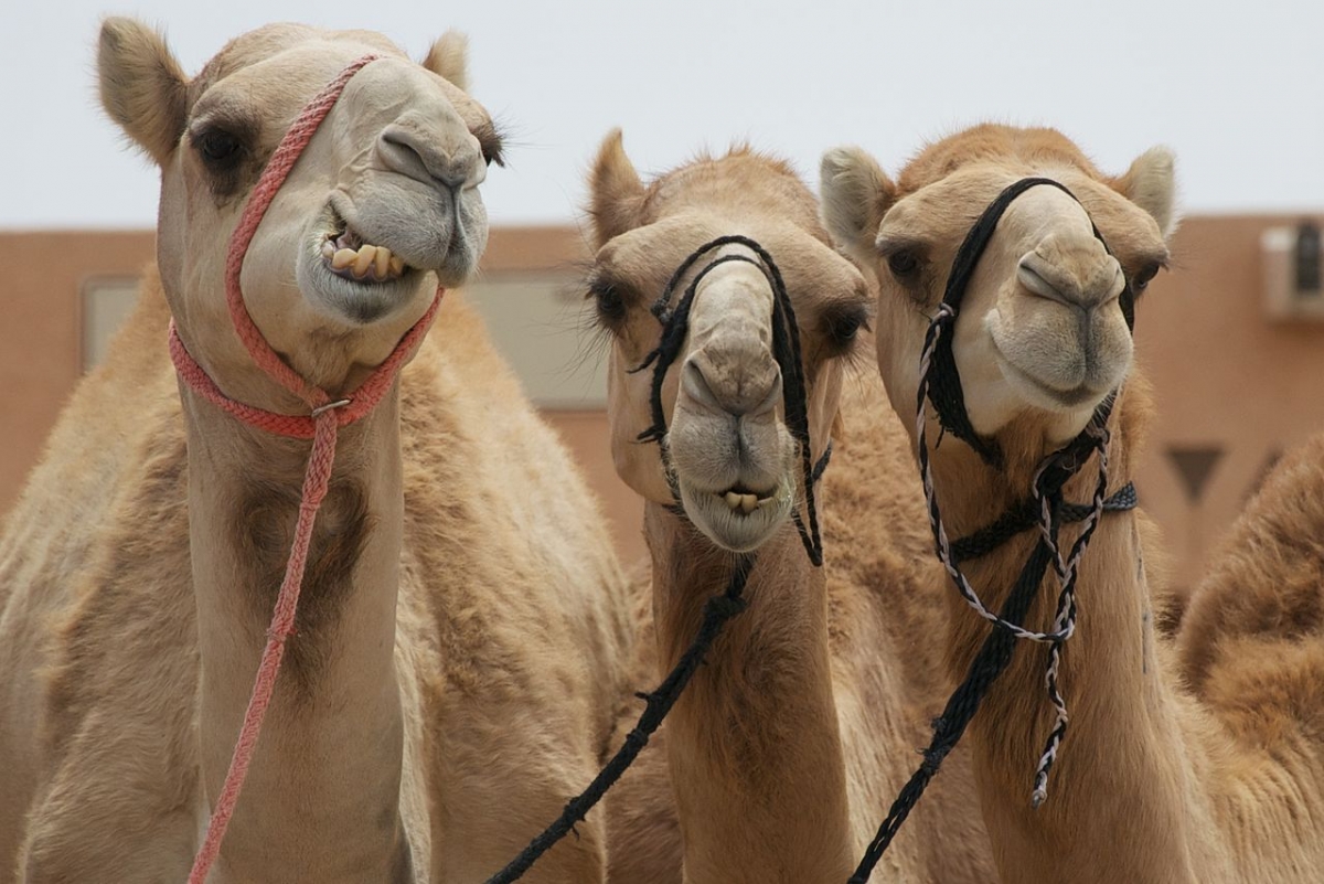 75% of Saudi Camels Carried Deadly Mers Virus for Two Decades