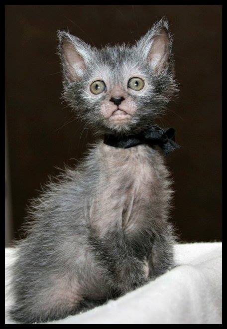 American Breeders Develop Partially Bald "Werewolf" Cat That Behaves