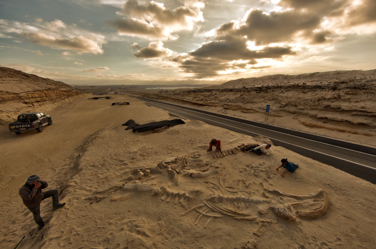 Mysterious Ancient Whale Graveyard Cerro Ballena Explained Through ...