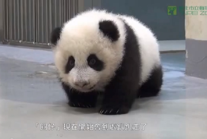Yuan Zai