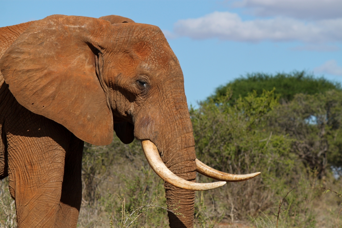 Tusker, Elephant
