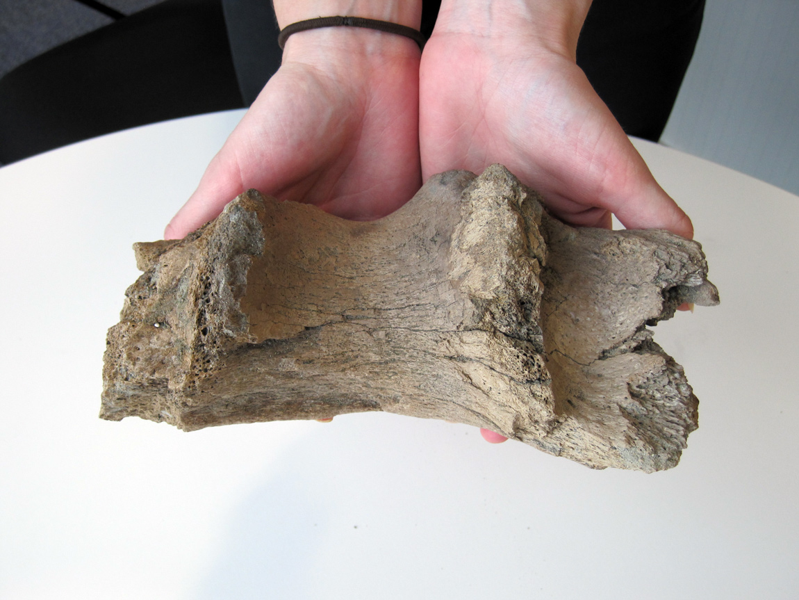 Archaeologists found a section of mammoth bone dating back 65 million years at the site of the defunct Thames Ironworks and Shipbuilding Company on the Isle of Dogs near Canary Wharf Crossrail found a section of mammoth bone dating 65 million years ago in Canary Wharf