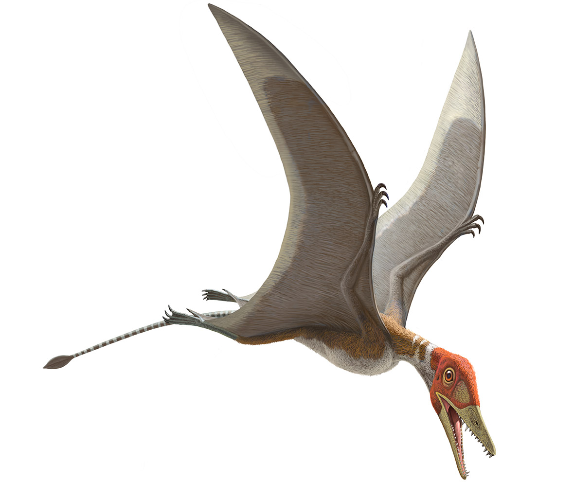 Pterosaurs, Flight in the Age of Dinosaurs: How Did Prehistoric
