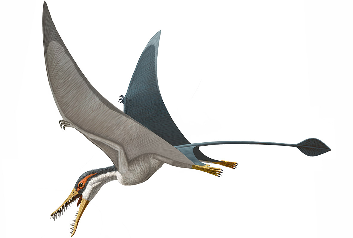 Pterosaurs Flight In The Age Of Dinosaurs How Did Prehistoric