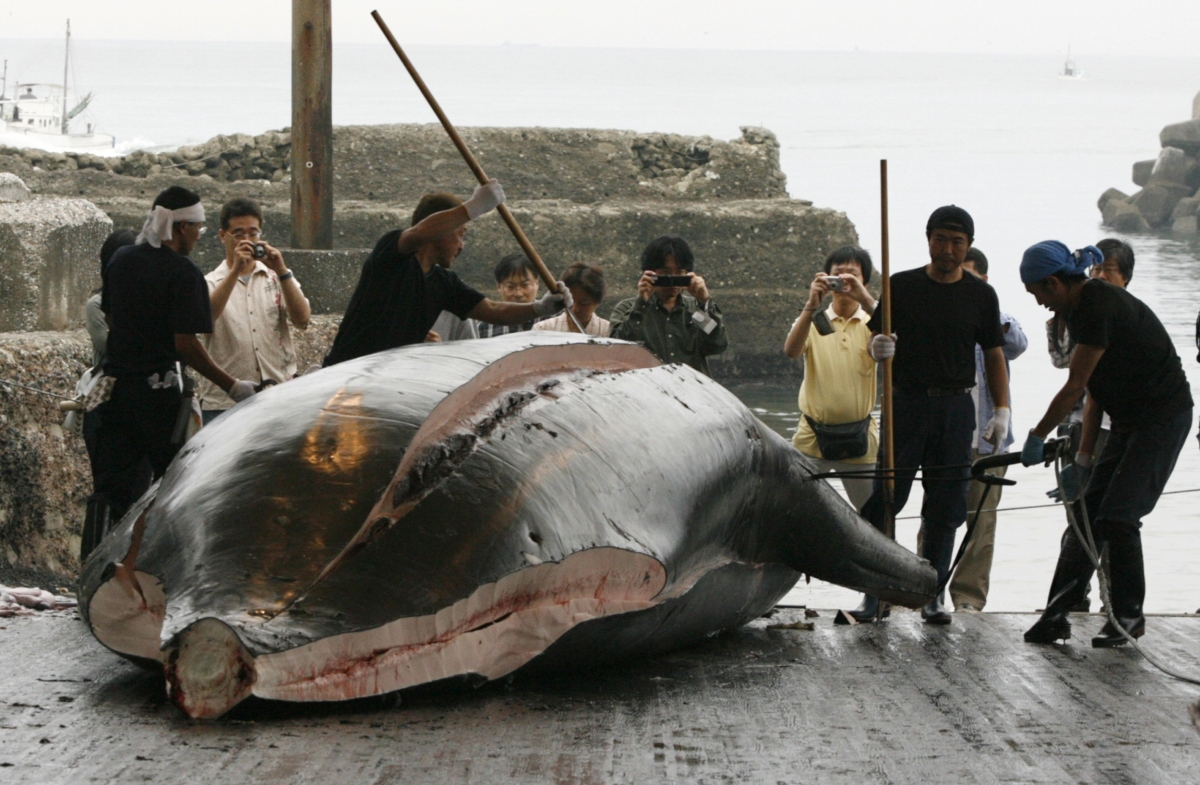 Japanese whale hunt uncensored fan photos