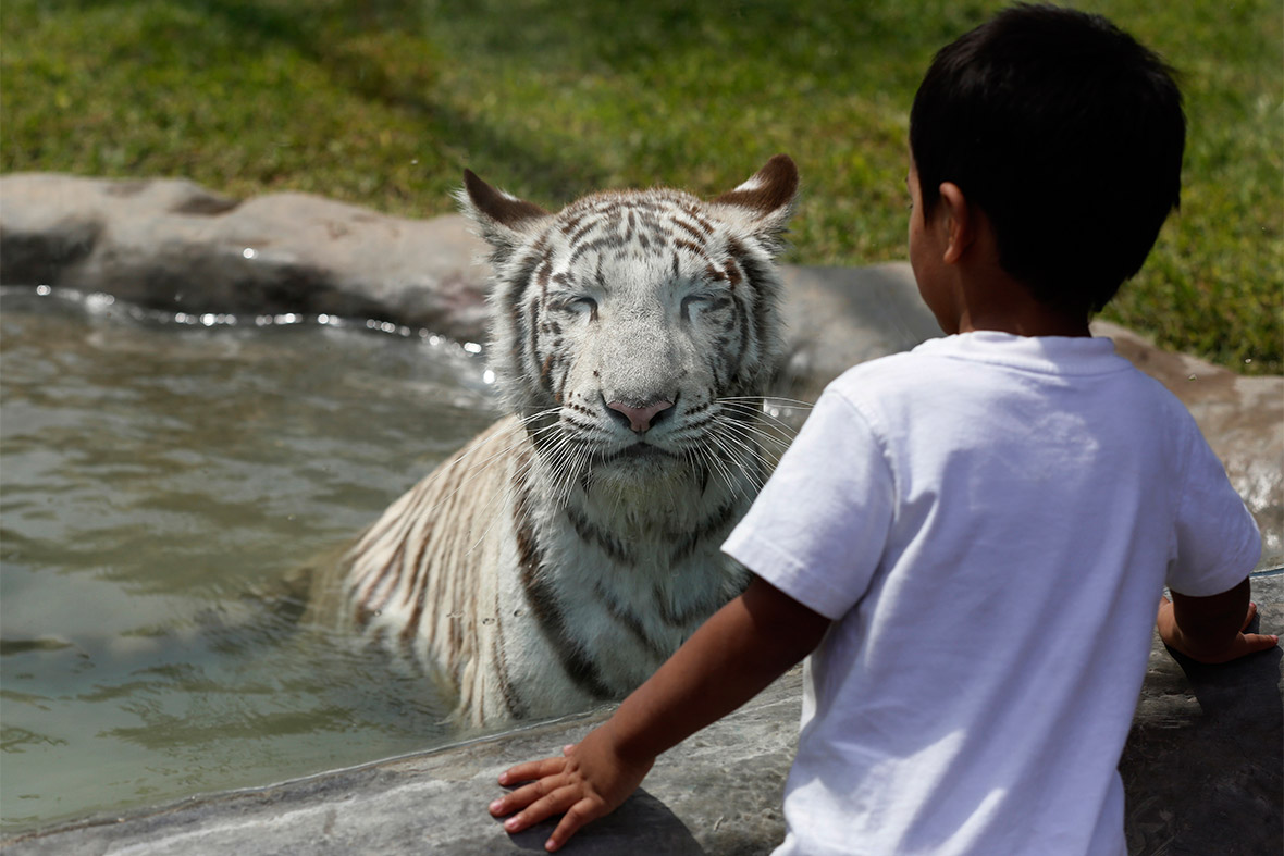 white tiger