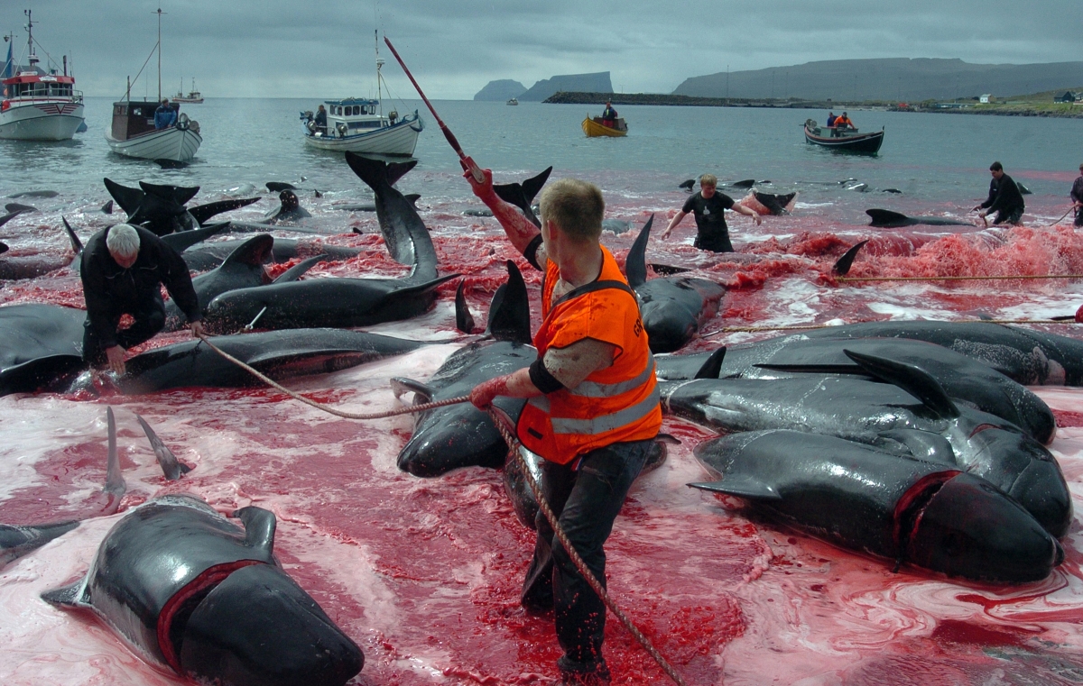 Sea turns red as 200 whales massacred by Faroe Islanders in annual ritual