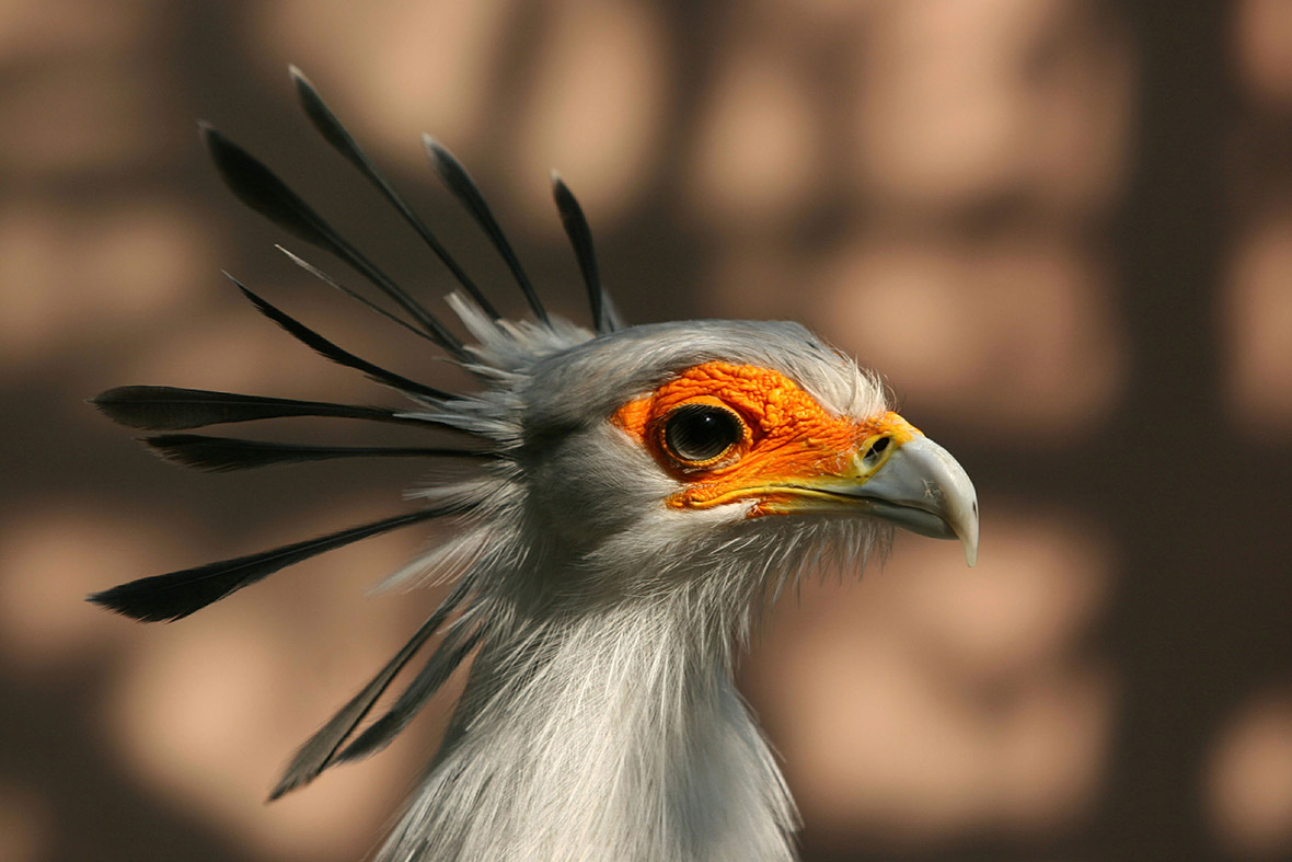 Est100 some Photos Unique And Endangered Birds 