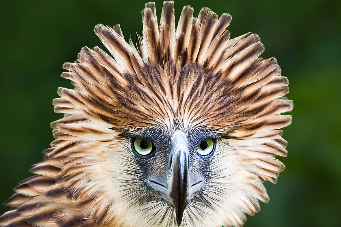 25 Stunning Photos Of Rare And Endangered Birds Bored Panda - Vrogue