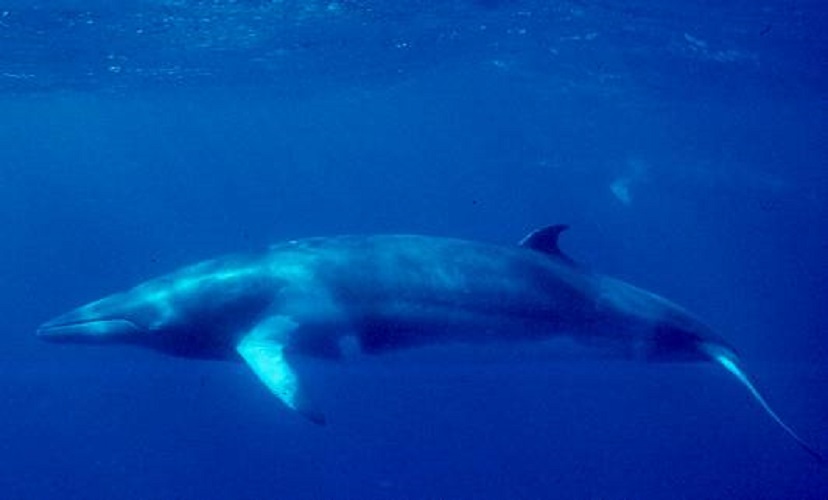 minke whale minke whale