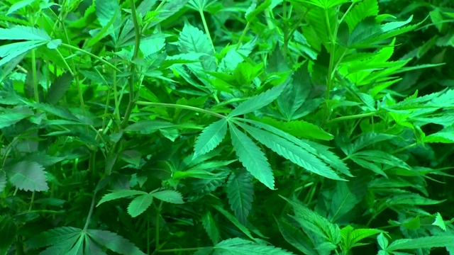 New Pot Report Warns of Increased Heart Problems