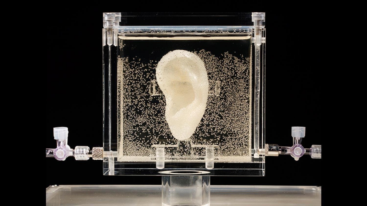 bioprinted-living-replica-vincent-van-goghs-severed-ear.jpg