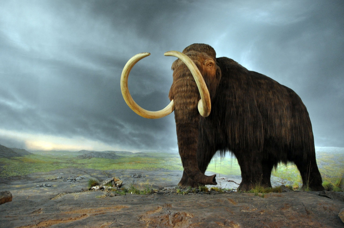 What Animals Thrived During The Ice Age