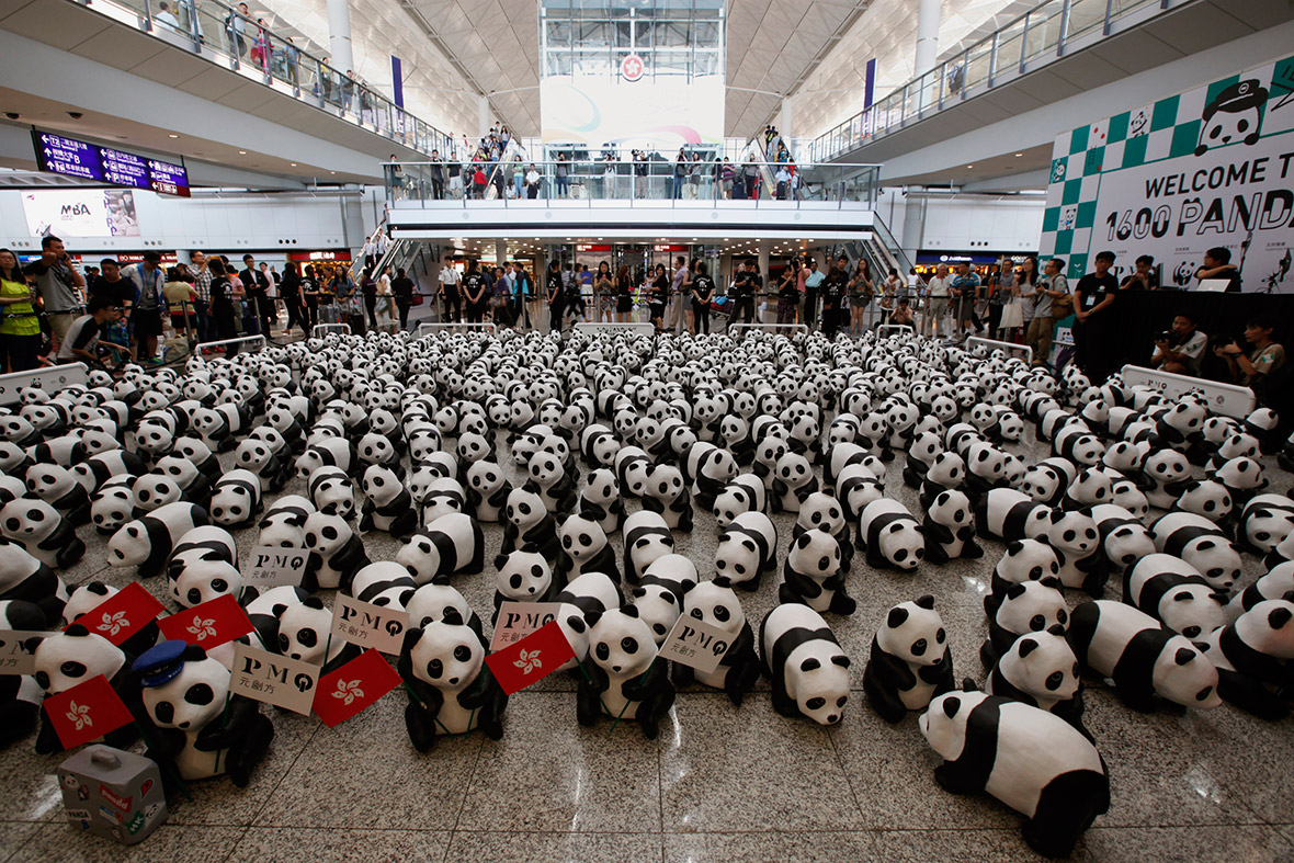 panda invadono le città wasterpiece