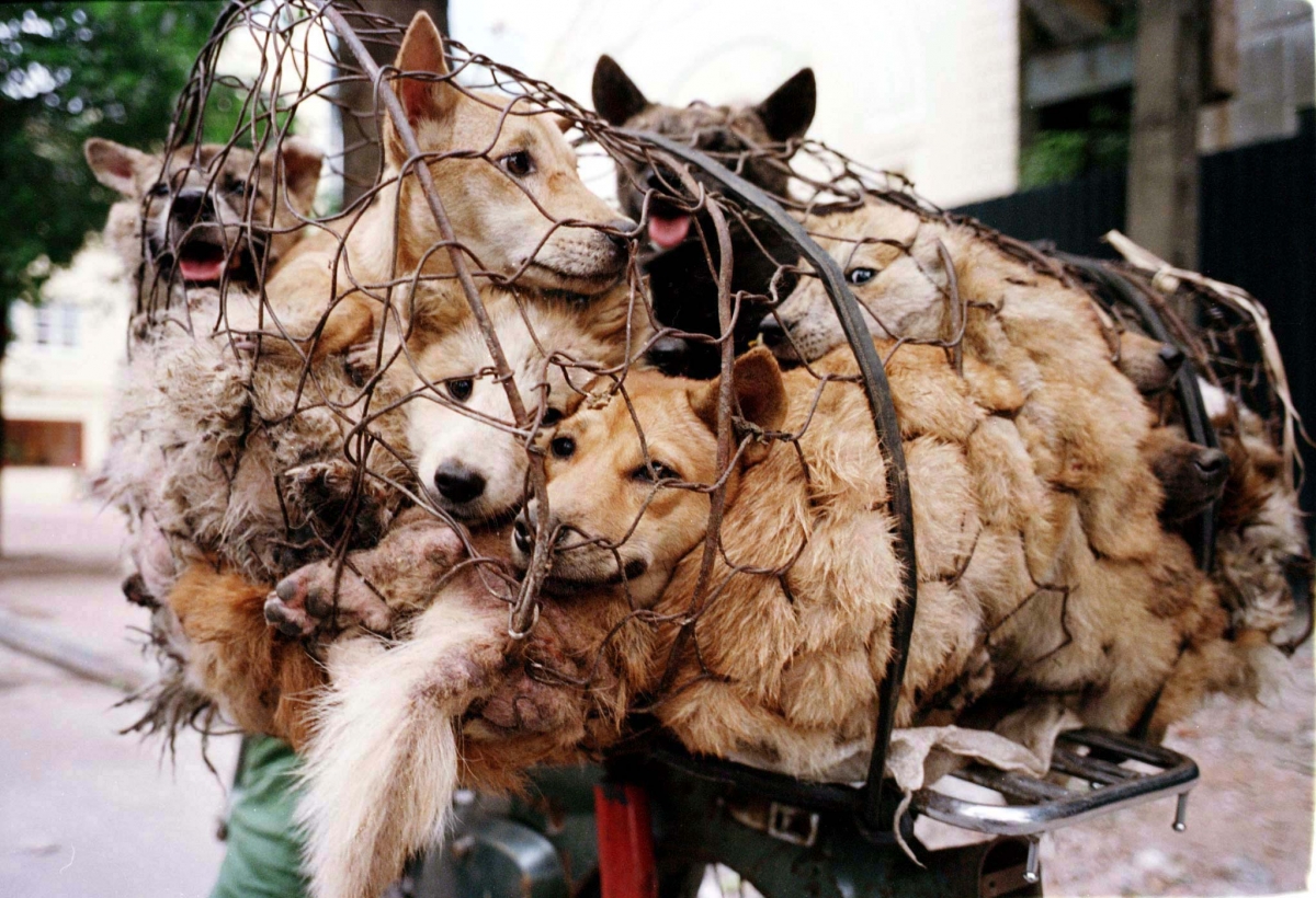 China Dog Meat Festival 2014: 10,000 Dogs to be Slaughtered at Yulin