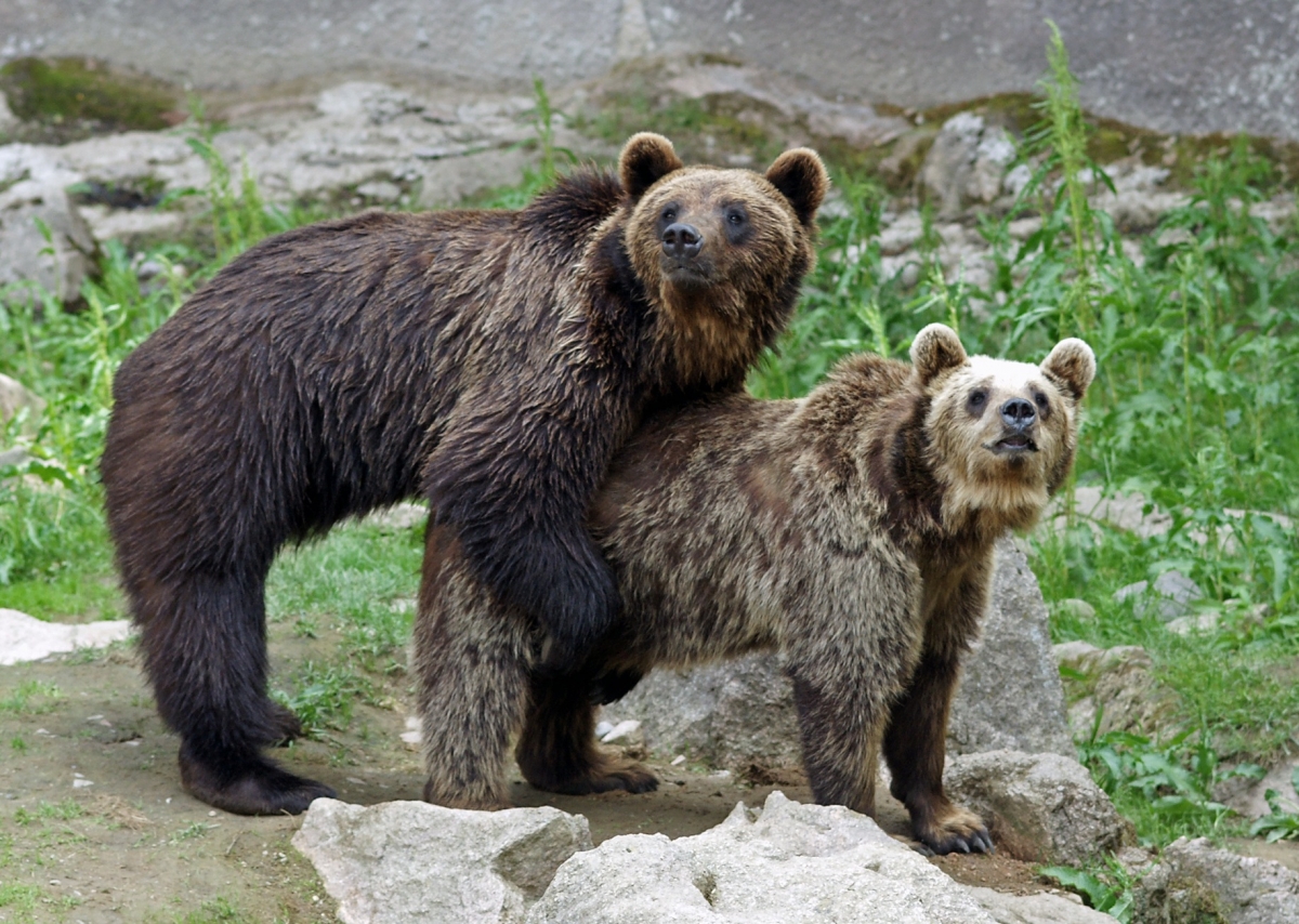 Promiscuous Pyros Lusty Spanish Brown Bear Faces Castration After Too Much Sex