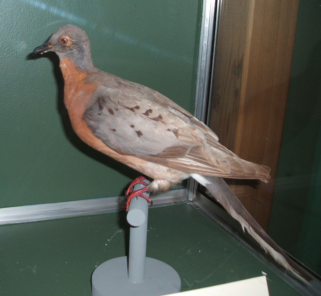 passenger pigeon spotted