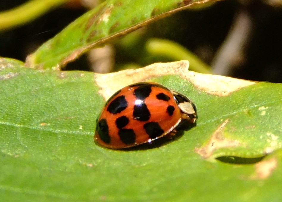 ladybug-beetles-the-butterfly-babe