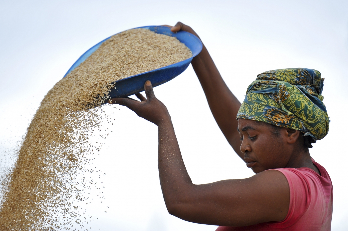 Solution to World Hunger? Scientists Sequence Genome of African Rice thumbnail