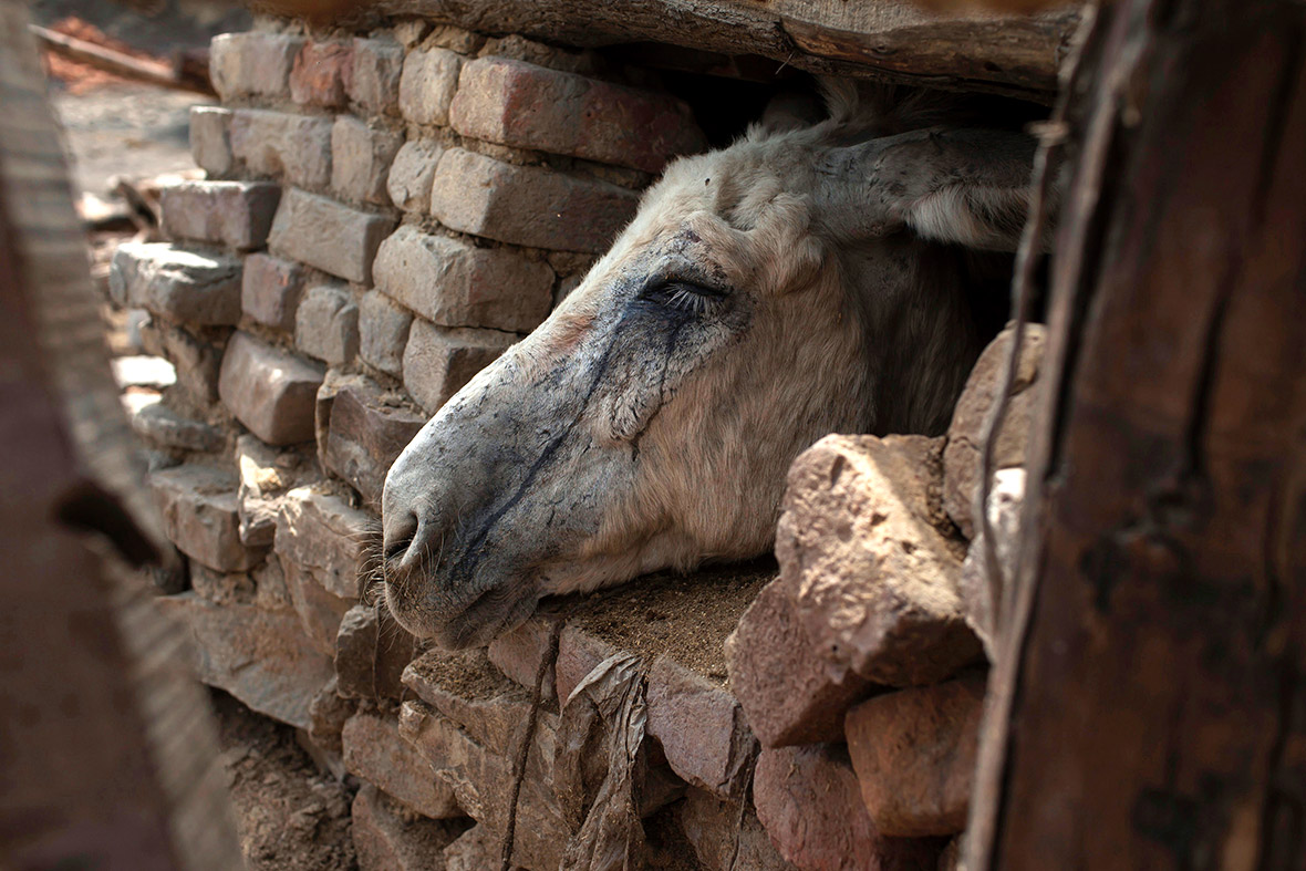 Tears stained with coal dust run down a donkey's face as it looks out of its stable at the mine