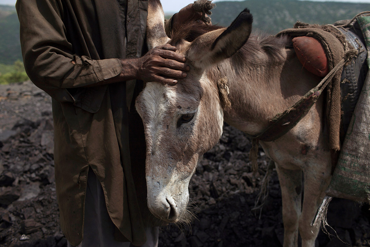 A miner pats his donkey at a coal mine in Choa Saidan Shah