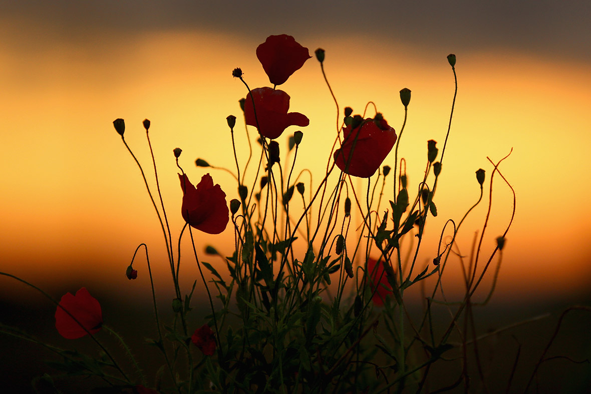 flanders fields