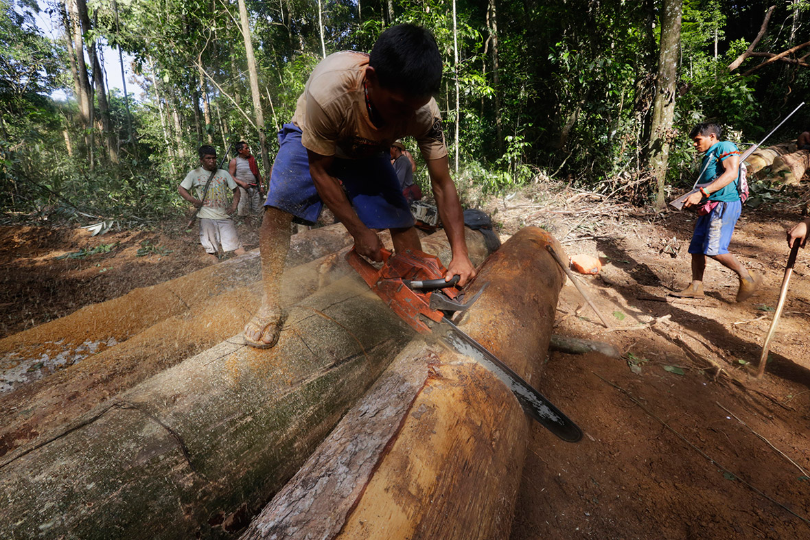 A Ka'apor man uses a chainsaw to ruin one of the logs cut down by illegal loggers
