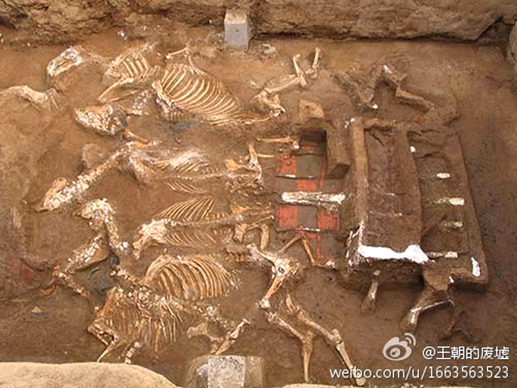 Some of the horse skeletons unearthed from the tomb (Weibo user Dynasty Ruins)