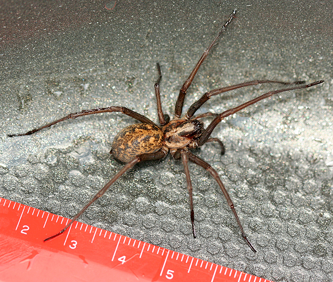 6000 Venomous Spiders Force Us Couple From Dream Home