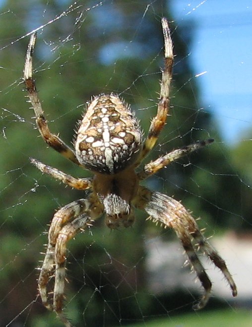 http://d.ibtimes.co.uk/en/full/1400454/garden-spider.jpg?w=360&h=468&l=50&t=40