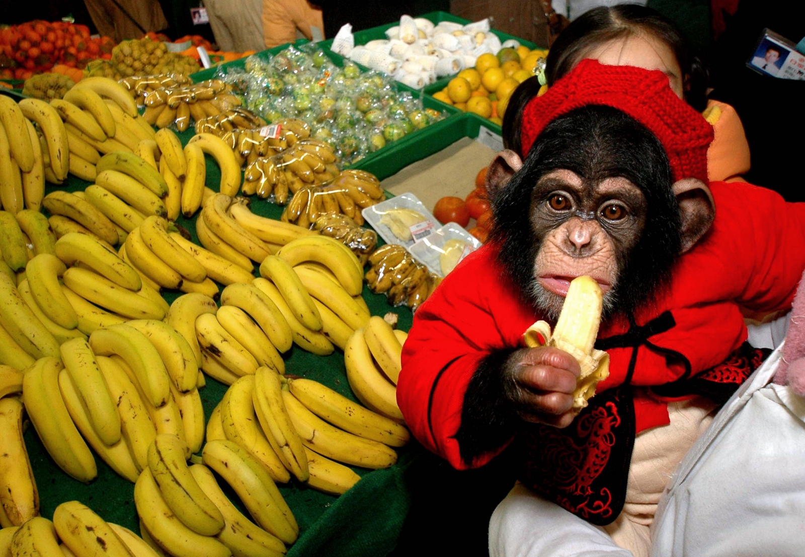 在树上吃香蕉的猩猩插图(猩猩、香蕉、树干、动物、卡通)儿童插图_北极熊素材库