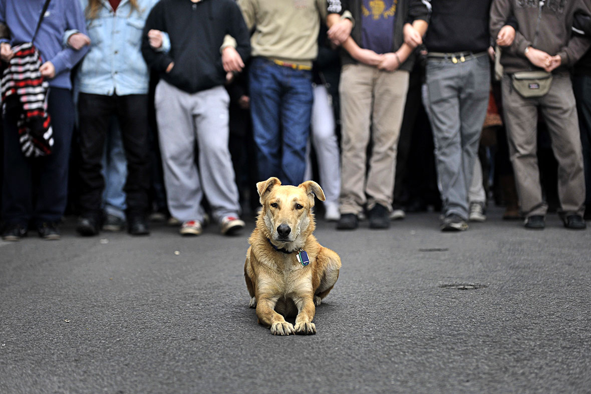 Loukanikos Greece riot dog