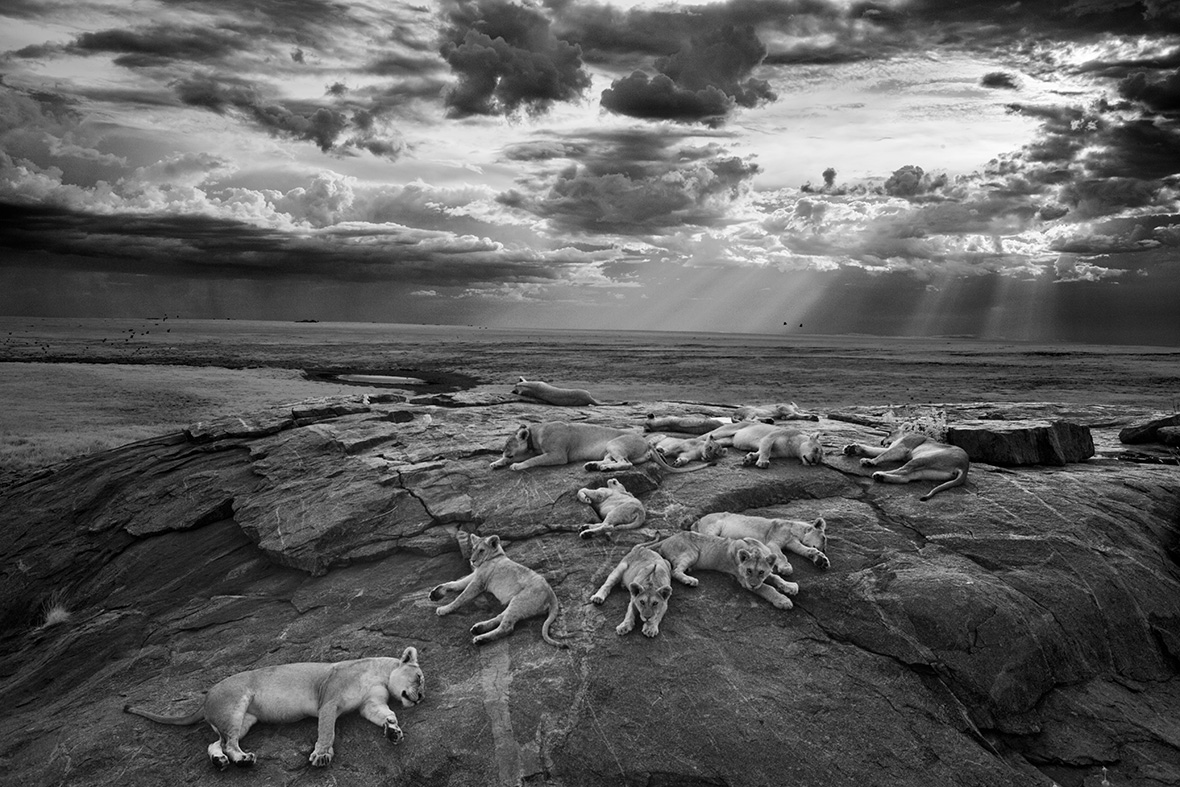 Wildlife Photographer of the Year 2014: Winning Images and Finalists