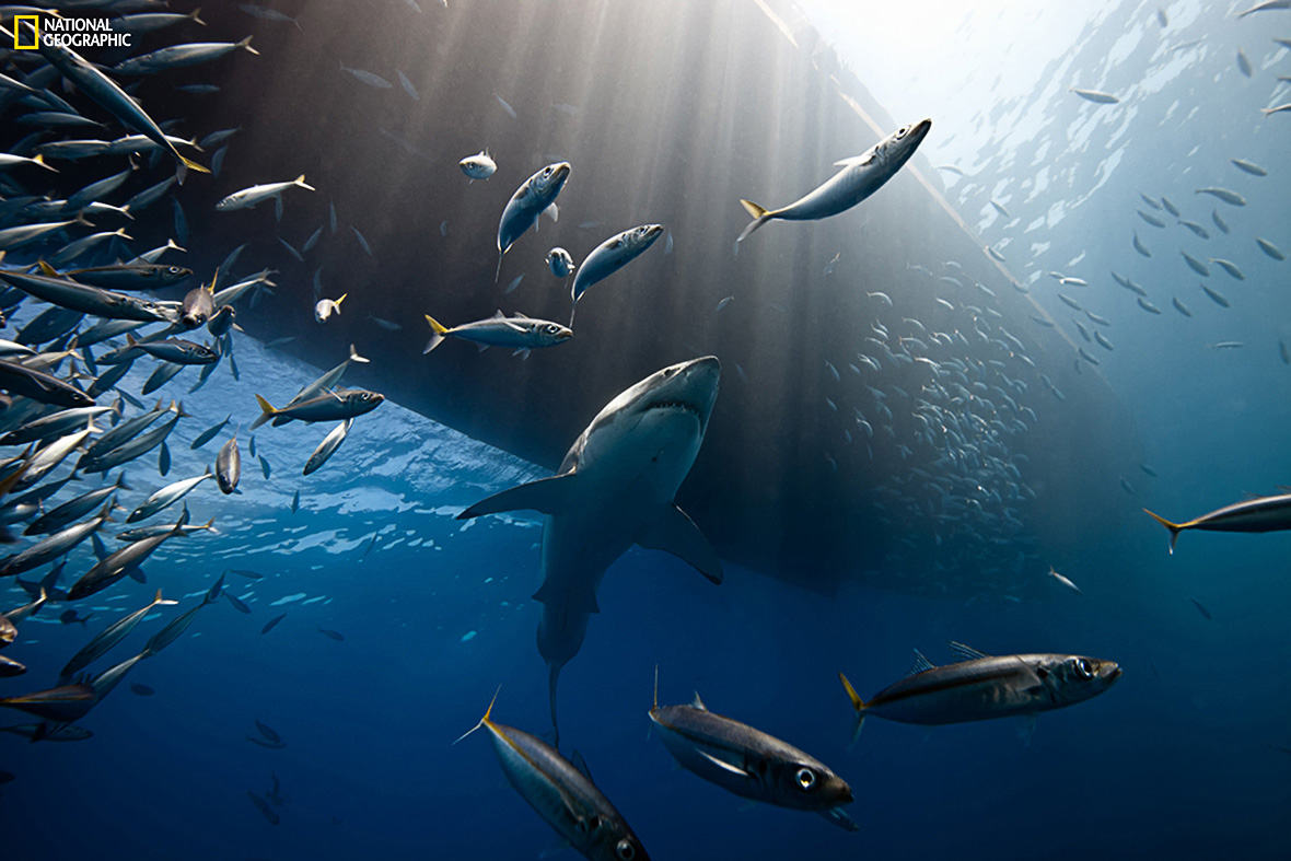 National Geographic 2014 Photo Contest
