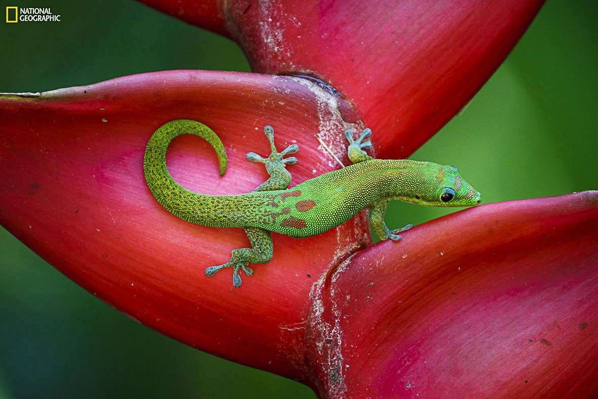 National Geographic 2014 Photo Contest