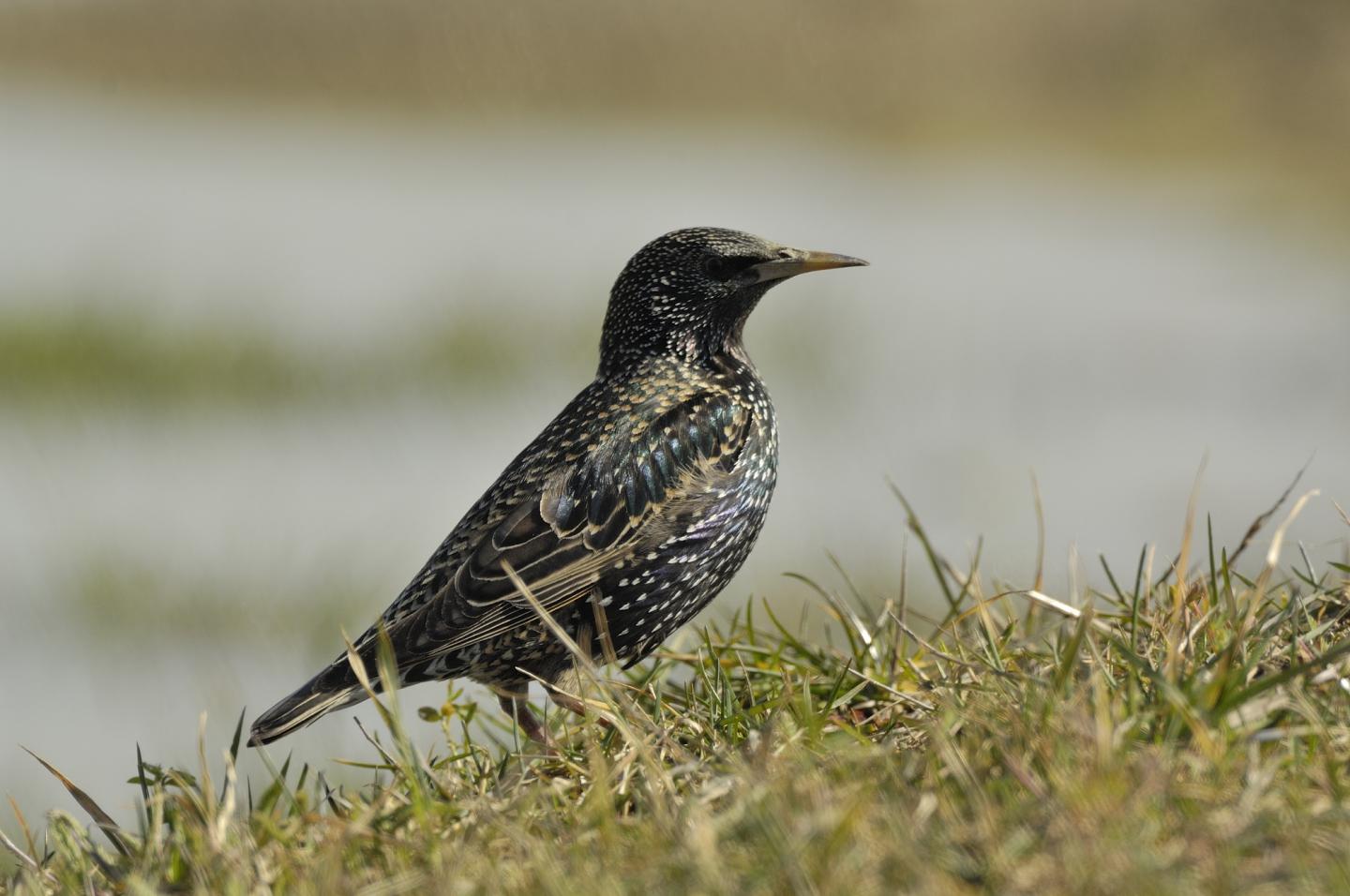 Europe's Most Common Bird Species are Rapidly Declining
