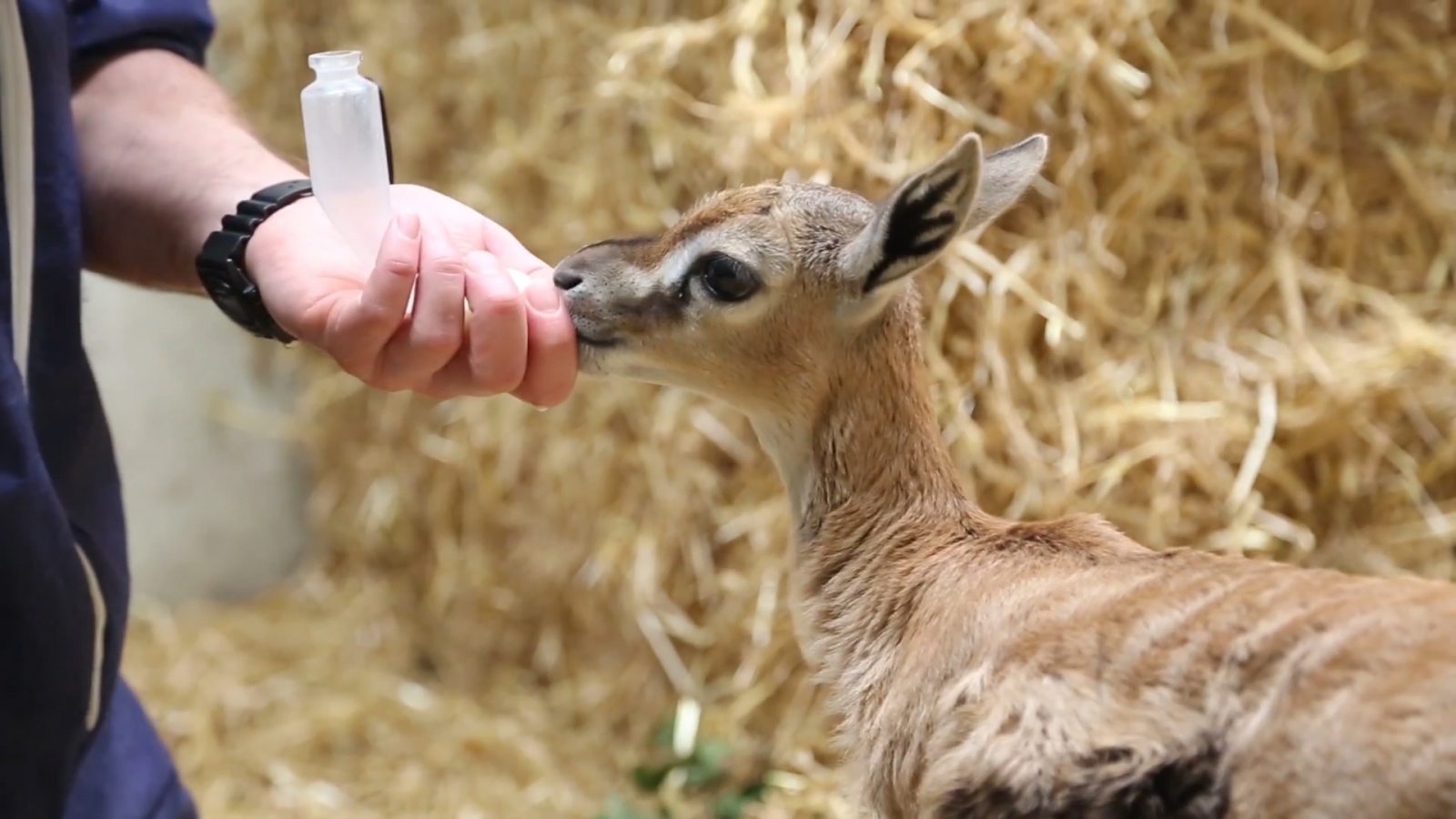 baby girl gazelles