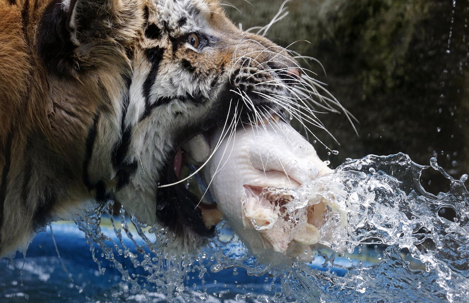 Putin's Siberian tiger caught on camera devouring domestic dog