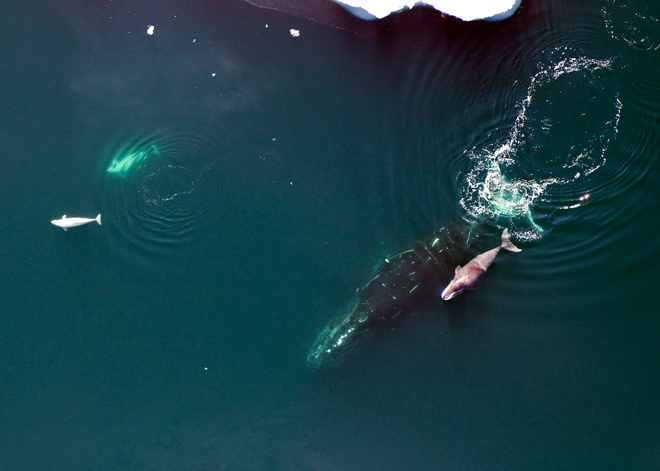 studying-genetics-bowhead-whale-could-le