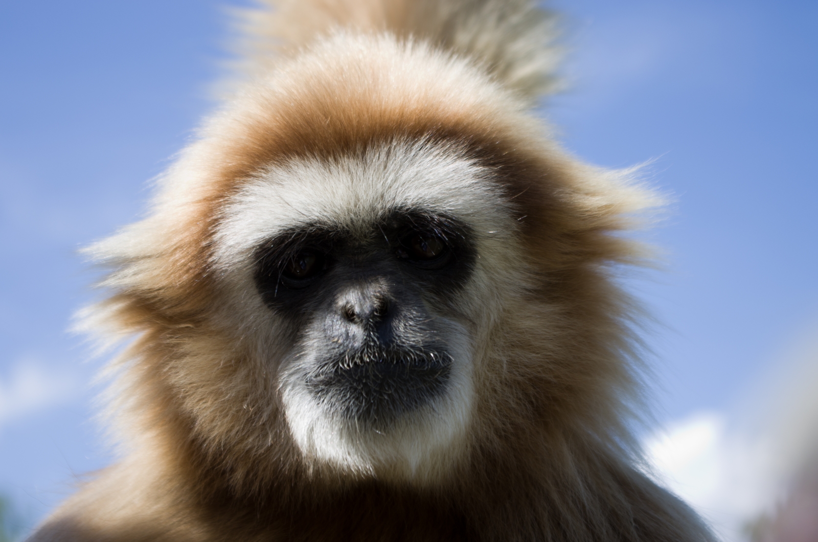 Gibbons talk to one another 'in same language used by human ancestors'