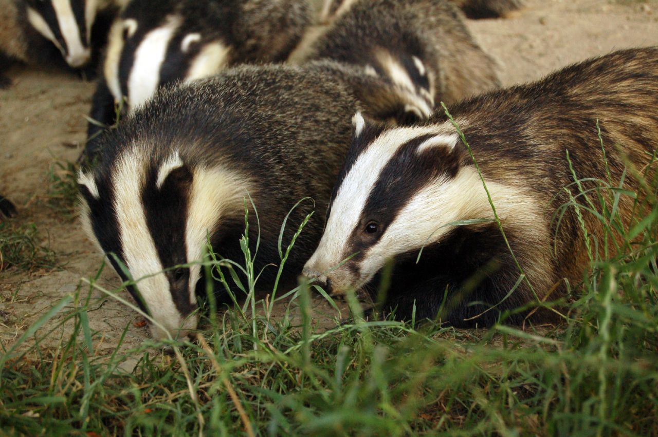 More Evidence Against Badger Cull: Testing For Bovine TB 'more ...