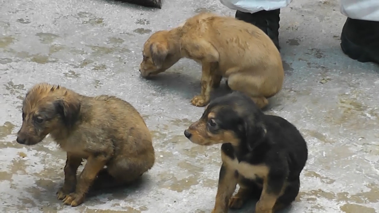 Video shows dogs kept in river of urine while Robert McElhill ran B&B at £4m Holland Park home