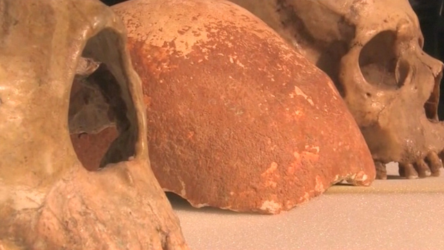 Prehistoric skull a key 'piece of the puzzle' in story of humanity