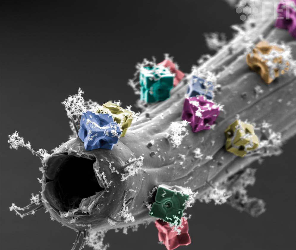 A nematode (Deep sea worm) covered by unknown cristals and aluminium oxides A nematode (Deep sea worm) covered by unknown cristals and aluminium oxides