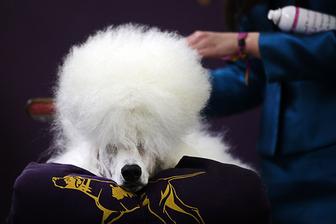 Westminster Kennel Club Dog Show 2015: Pampered pooches compete for Best in Show1180 x 787