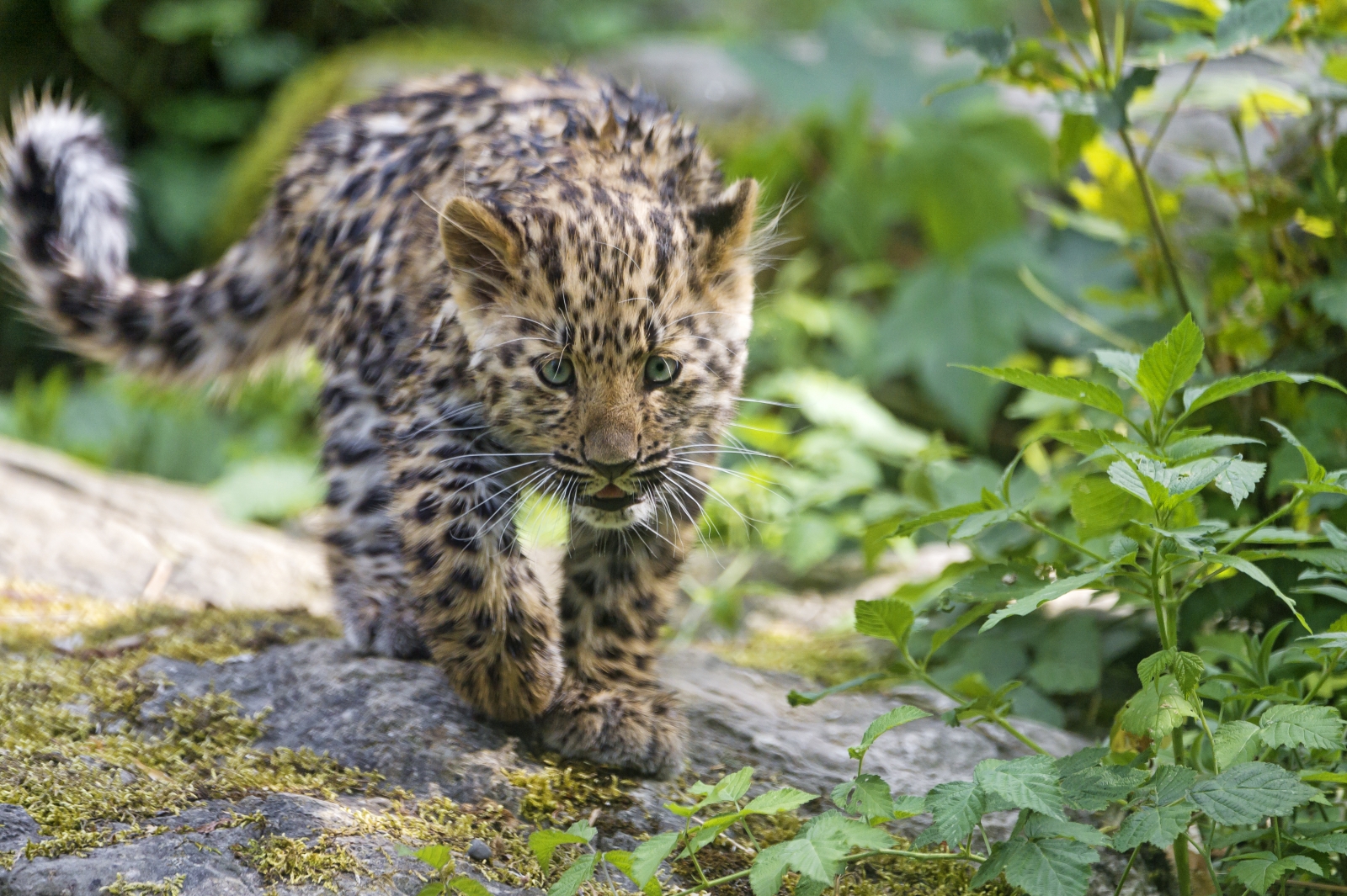 Amur Leopard Conservation: Population Of Rarest Cat Doubles In Seven Years