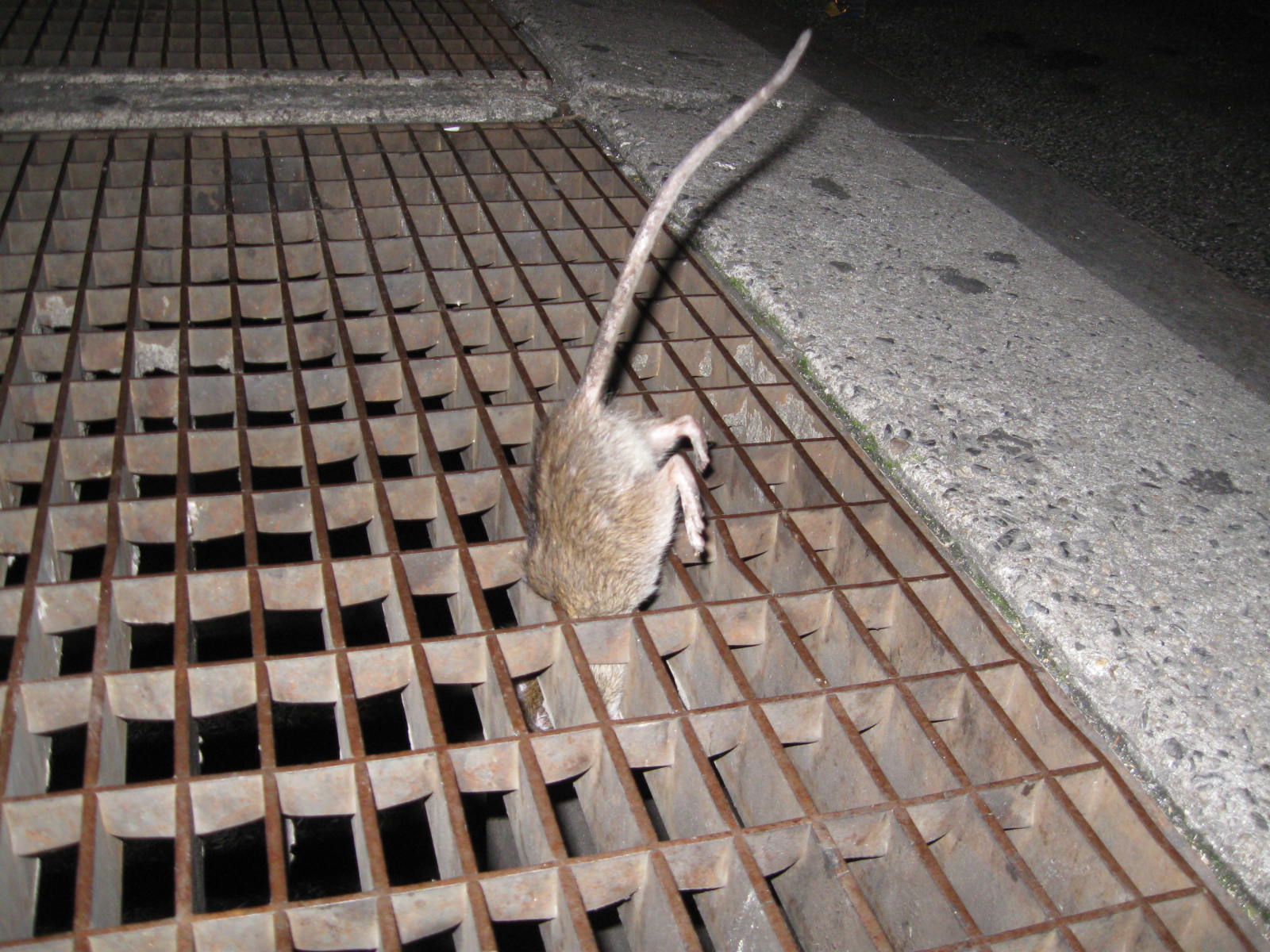 Rats in New York carry fleas capable of transmitting the Black Death 