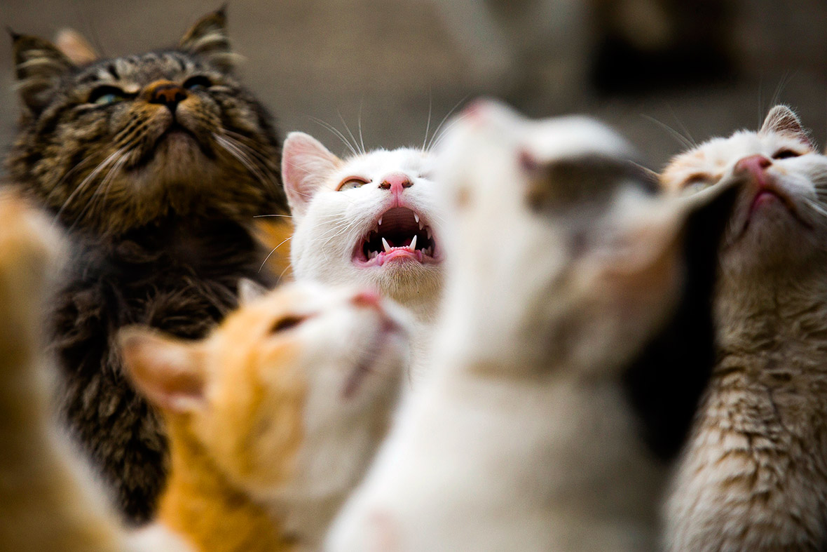 Aoshima cat island Japan