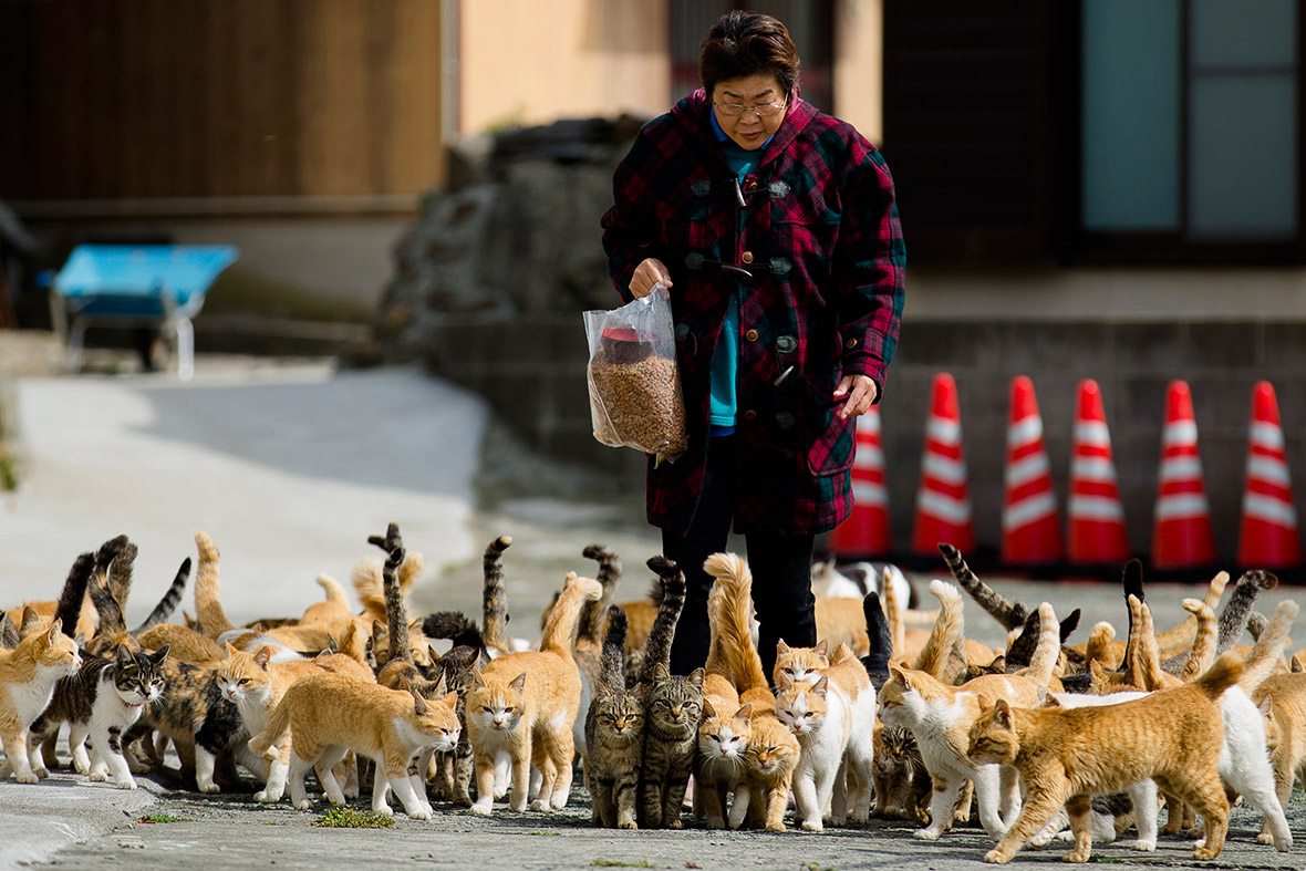 aoshima-cat-island-japan.jpg